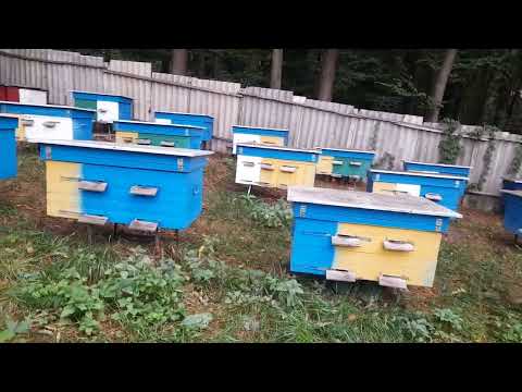 Видео: Яка система вуликів найкраща?