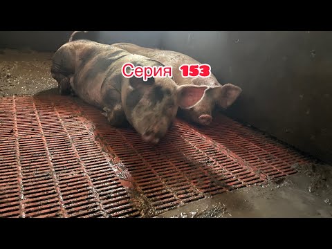 Видео: Откачка щелевого Пола , Илосос , минусы