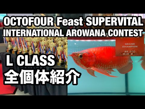 Видео: Мы представим всех рыб класса L, включая главную звезду конкурса – рыбу класса XL. OCTOFOUR Arowa...