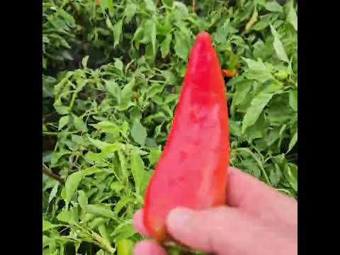 Видео: Последна обиколка на двора.