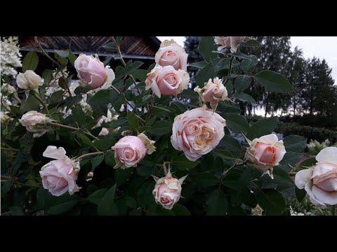 Видео: ✿➽ Наш сад. 🌺🌿  Как это всё случилось?...🌺🌿