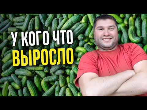 Видео: ЧТО ВЛИЯЕТ НА УРОЖАЙНОСТЬ? Итоги сбора урожая в 2024 году!