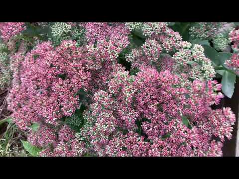 Видео: Природное земледелие