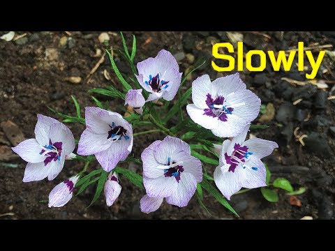 Видео: ABC TV | Как сделать цветок птичьего глаза из крепированной бумаги (медленно) - Учебник по рукоделию