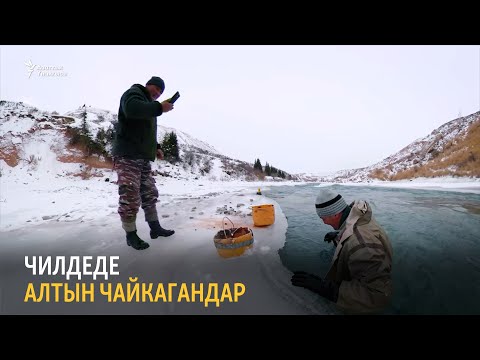 Видео: Чилдеде алтын чайкагандар
