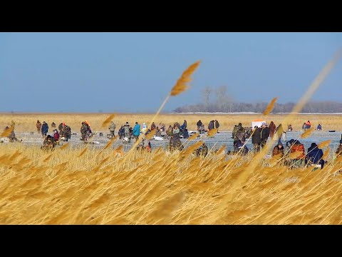 Видео: МЕСТНЫЕ ДОЛГО НИКОМУ НЕ ПОКАЗЫВАЛИ ЭТО РЫБНОЕ ОЗЕРО В КАМЫШАХ