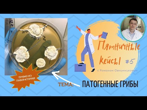 Видео: Пятничные кейсы #5 с Р. Овчинниковым. Грибковые возбудители и их диагностика. Как распознать грибок.
