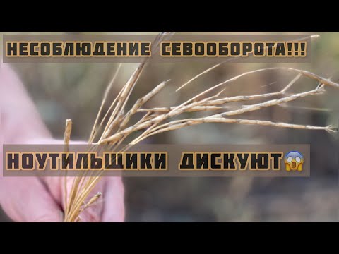 Видео: Несоблюдение севооборота- итог. НАШ опыт. Дисковка, борьба с эгилопсом. NO-TILL. 21.08.2021 г.