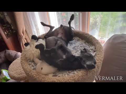 Видео: 🐕Левретка приколы