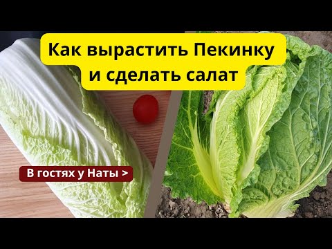 Видео: Осенью собираю пекинку🥬 — вот в чём секрет успешного урожая!