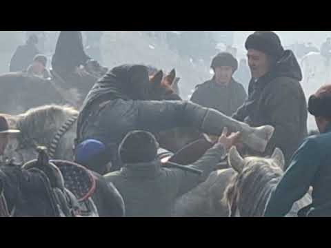 Видео: Анош полвон к,улади #улок #купкари #отвозлар