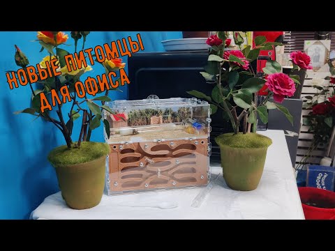Видео: Завёл муравьёв Messor structor. Распаковка формикария.