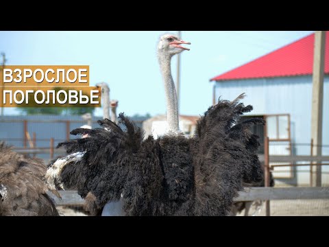 Видео: Страусы. Взрослое поголовье. Ферма Страус Юг КФХ Быстрицких