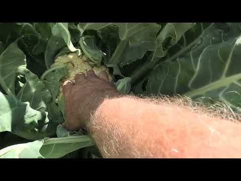 Видео: Когда цветная капуста начинает завязывать кочаны