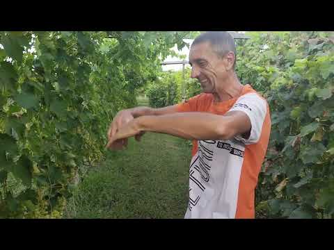 Видео: Виноград Красавчик 2023
