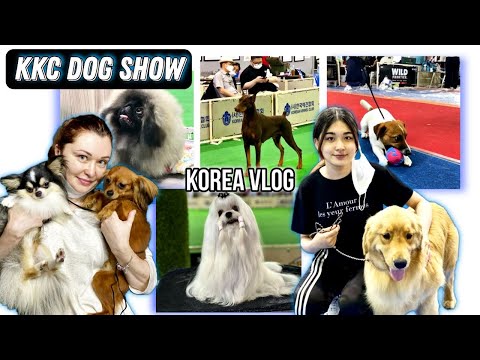 Видео: KKC выставка собак в Корее/KKC Korea dog show/KOREA VLOG