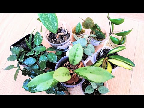 Видео: Мои новинки хойи, новые росты, хойя не растет