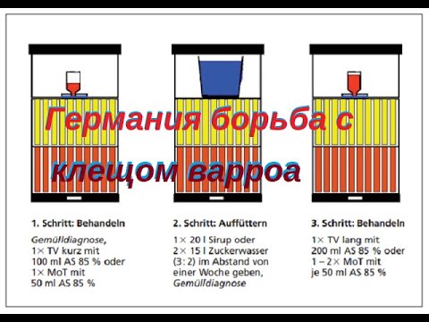 Видео: Клещ варроа подробная инструкция по обработке