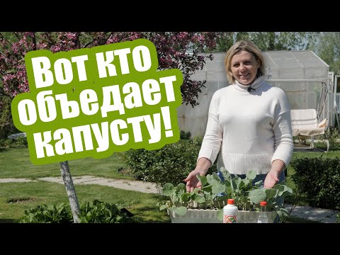 Видео: Вредители капусты в открытом грунте: надежные методы борьбы