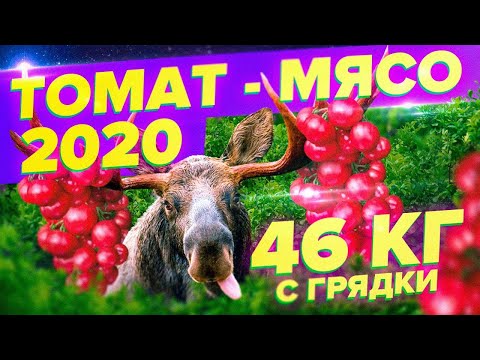 Видео: 46 кг С ГРЯДКИ!  САМЫЙ МЯСНОЙ ТОМАТ 2020. ТОМАТ ЛОСЬ