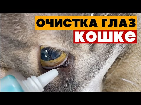 Видео: Как и чем промыть глаза кошке?