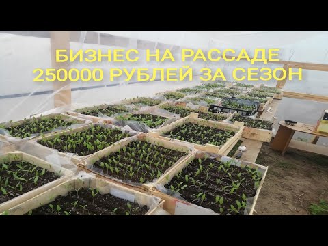 Видео: РАССАДА ОВОЩЕЙ НА ПРОДАЖУ КАК БИЗНЕС/150000 ТЫС РУБ ЗА СЕЗОН