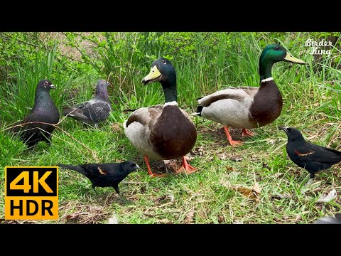 Видео: кошка тв 😺❤️ Вечеринка для птиц 🐦 Воробьи, голуби, утки 🦆 8 часов (4K HDR)