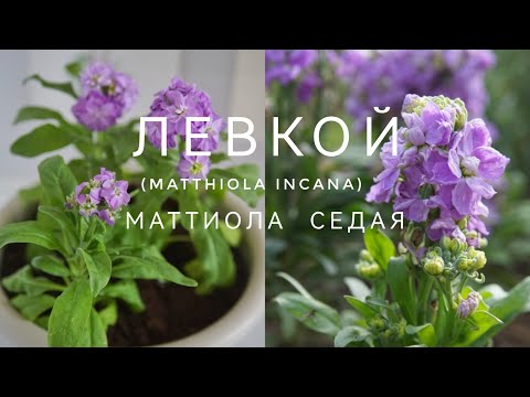 Видео: МАТТИОЛА СЕДАЯ ИЛИ ЛЕВКОЙ ОТ ПОСЕВА ДО ЦВЕТЕНИЯ