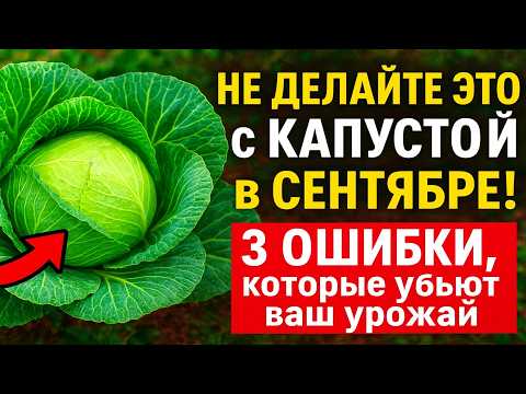 Видео: НЕ ДЕЛАЙТЕ ЭТО с КАПУСТОЙ в Сентябре! 3 ошибки, которые убьют ваш урожай.