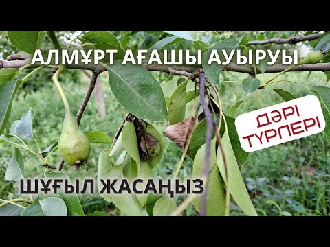 Видео: ЖЕМІС АҒАШЫ АУЫРУЫ, препараттар түрлері және шұғыл әрекеттер