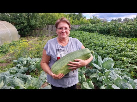 Видео: Кабачковая икра из одного кабачка. простой рецепт. 09.08.24