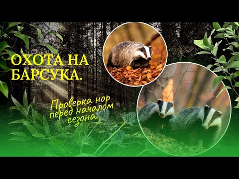 Видео: Охота на барсука. Проверка нор перед началом сезона.