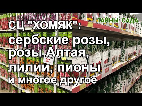 Видео: Сербские розы. Розы Алтая. Розы MONTEAGRO. Лилии. Плодовые деревья и многое другое. Магазин ХОМЯК.