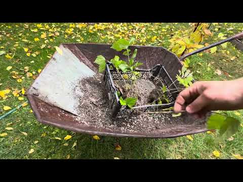 Видео: Відростки гібіскуса та деревовидного піона. Вирощуємо майбутню розсаду гібіскуса та піона. Краса.