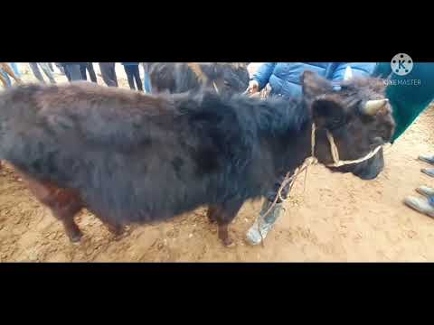 Видео: МОЛ БОЗОР АШТ ШАНБЕ АППОН. 19,03,2022ЙИЛ.