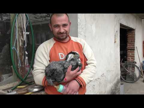 Видео: Джумаловден - Калугерово 2025