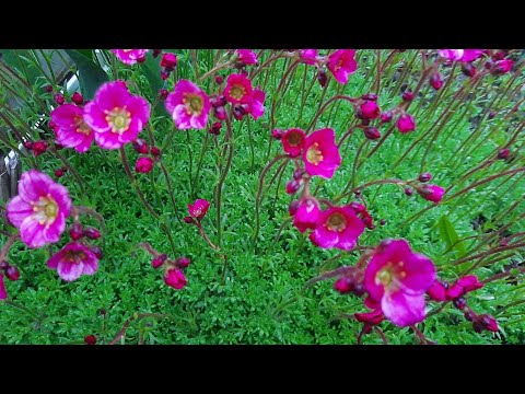 Видео: Камнеломка .