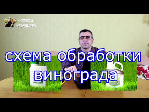 Видео: Схема обработки винограда