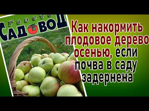 Видео: Как  и чем накормить плодовое дерево осенью, если почва в саду задернена