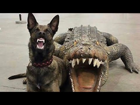 Видео: Забавная подборка бельгийских овчарок малинуа, часть 3