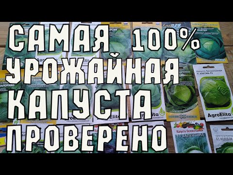 Видео: Самые Урожайные сорта и гибриды Капусты 2022. ЧАСТЬ 1.