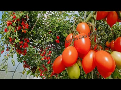 Видео: Мои новинки томатов в теплице/Обещала, показываю результат