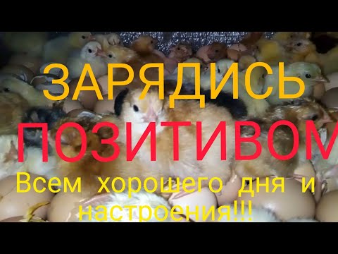 Видео: Зарядись позитивом!Хорошее настроение на весь день!