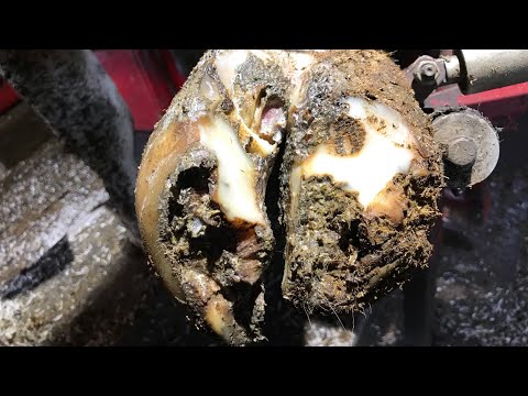 Видео: С ЧЕМ МЫ ЗДЕСЬ ИМЕЕМ ДЕЛО???