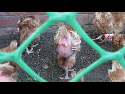Видео: Почему выпадают перья у кур и они лысеют