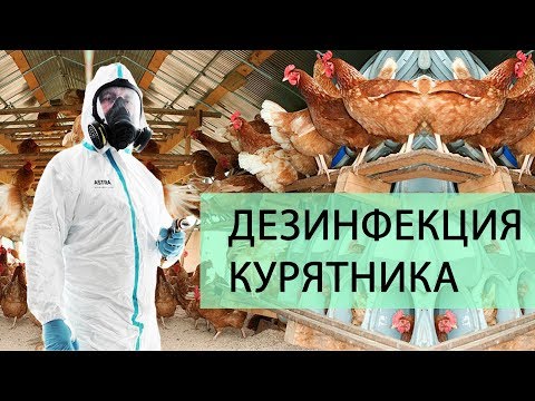 Видео: Дезинфекция курятника для кур несушек. О чем должен знать каждый птицевод?!