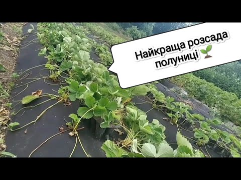 Видео: Вирощування розсади полуниці в стаканах. Подяки та лайфхаки.