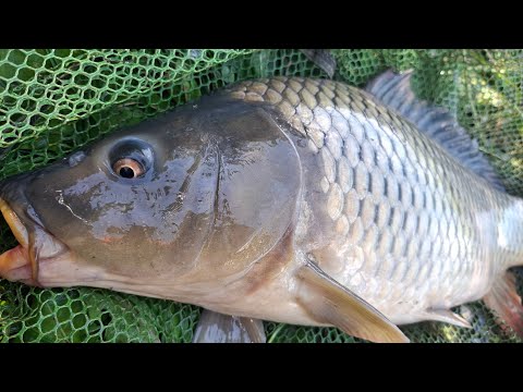 Видео: ТАКОГО Я НЕ ОЧІКУВАВ! ЗЛОВИВ ДВОХ КОРОПІВ І БІЛОГО АМУРА! ЦЕ БУЛА НЕЙМОВІРНА РИБАЛКА!