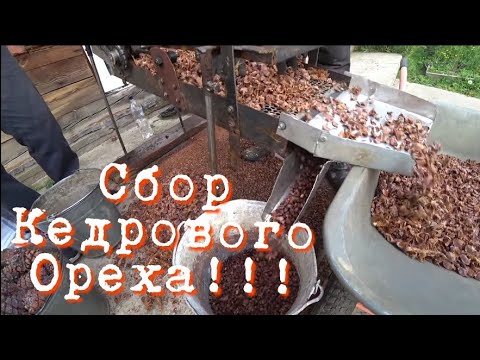 Видео: СБОР КЕДРОВОГО ОРЕХА!!! В СИБИРИ!!!!!