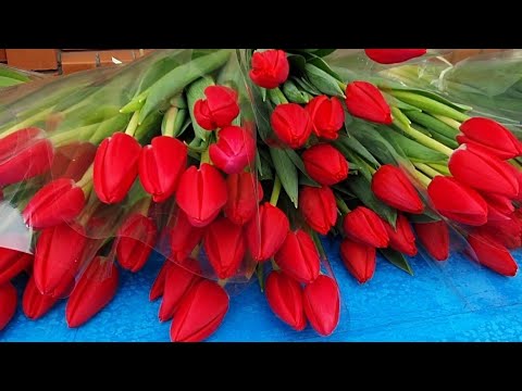 Видео: #Ейск 🌻 Ейск утопает в цветах.🌹🌷⚘Распаковка посылки "Любимый василек"